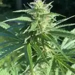 WhiteWidow auto Zamnesia Outdoor 2nd run