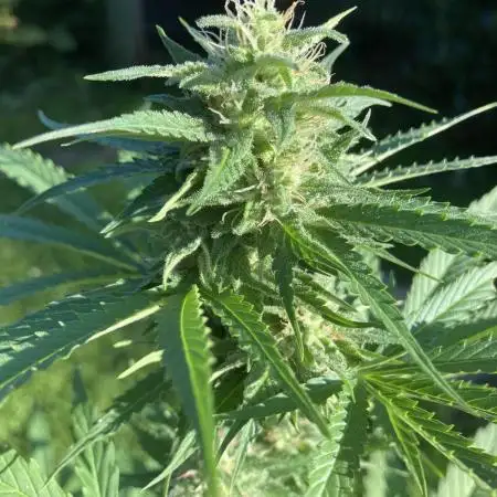 WhiteWidow auto Zamnesia Outdoor 2nd run