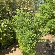 WoS - Appalachian Kush EV Outdoor 2026