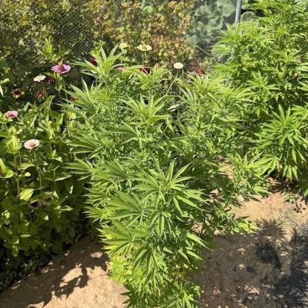 WoS - Appalachian Kush EV Outdoor 2026