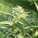Black Runtz Zamnesia Seeds Outdoor