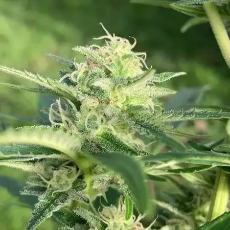 Black Runtz Zamnesia Seeds Outdoor