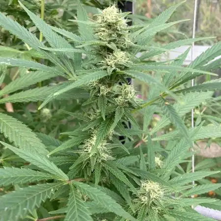 Black Runtz Zamnesia Seeds Outdoor