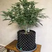 Zamnesia Landrace Pack - Panama Red