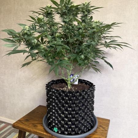 Zamnesia Landrace Pack - Panama Red