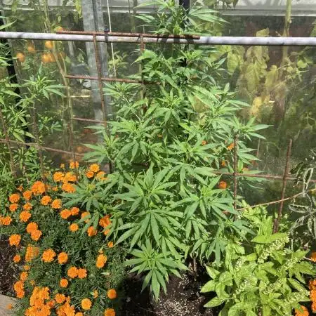 Euphoria CBD RQS Outdoor