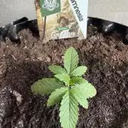 Zamnesia Landrace Pack - Lamb's Bread