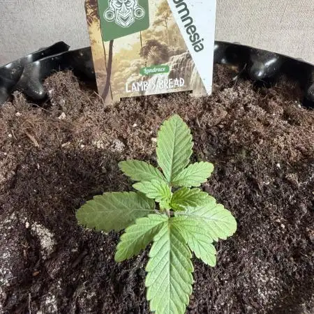 Zamnesia Landrace Pack - Lamb's Bread