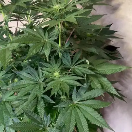 Zamnesia Landrace Pack - Colombian Gold