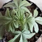 Zamnesia Landrace Pack - Colombian Gold