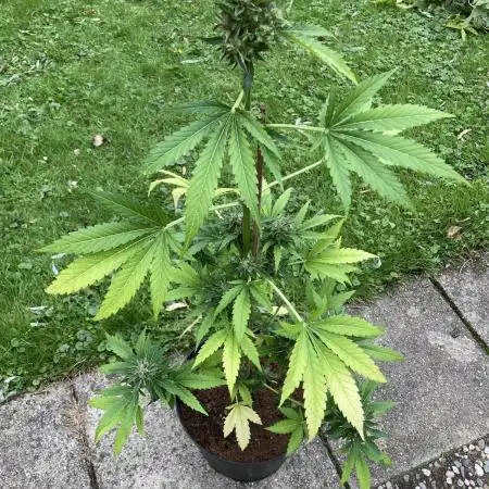 Royal CBG auto RQS outdoor 2nd run 2025