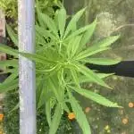 Black Runtz Zamnesia Seeds Outdoor