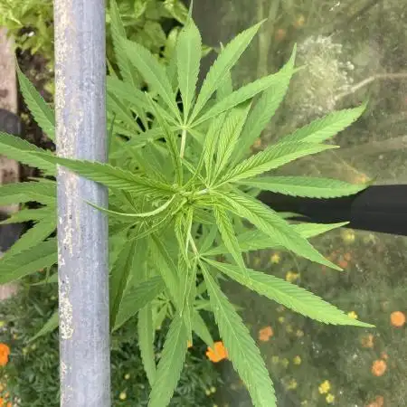Black Runtz Zamnesia Seeds Outdoor