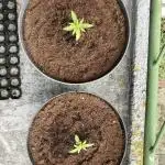 MilkyWay F1 RQS Outdoor