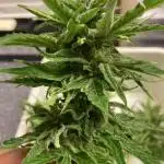 MilkyWay F1 RQS Outdoor