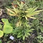White Widow auto Zamnesia Seeds Outdoor