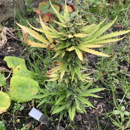 White Widow auto Zamnesia Seeds Outdoor