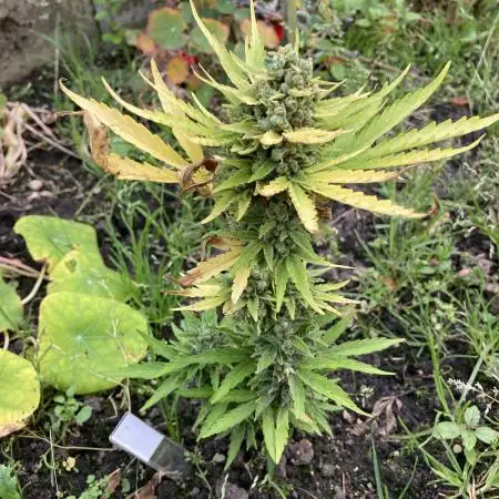 White Widow auto Zamnesia Seeds Outdoor