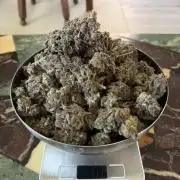 Zamnesia Landrace Pack - Colombian Gold