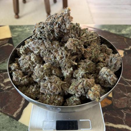 Zamnesia Landrace Pack - Colombian Gold