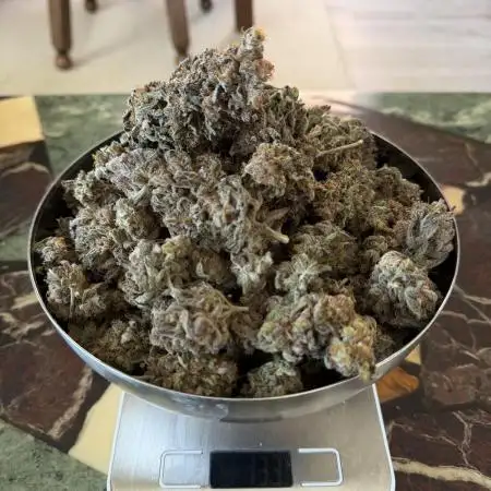 Zamnesia Landrace Pack - Colombian Gold
