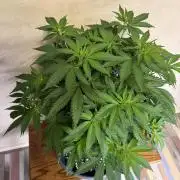 Zamnesia Landrace Pack - Panama Red