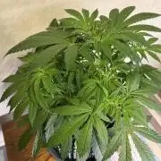 Zamnesia Landrace Pack - Lamb's Bread