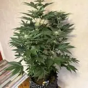 World of Seeds - Burger Kush EV