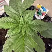 World of Seeds - Burger Kush EV