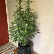 Zamnesia Landrace Pack - Afghani indoor