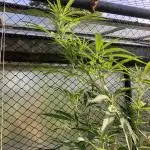 Black Runtz Zamnesia Seeds Outdoor