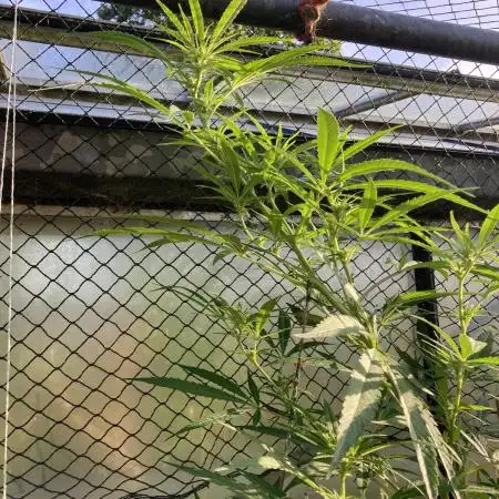 Black Runtz Zamnesia Seeds Outdoor