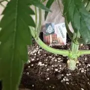 Zamnesia Landrace Pack - Afghani indoor