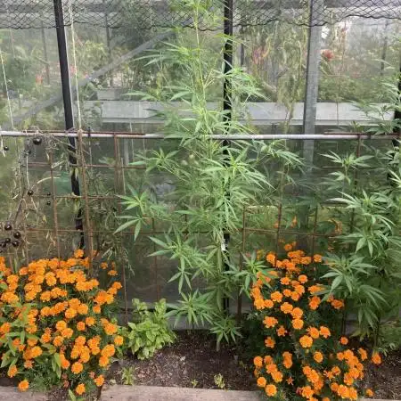 Black Runtz Zamnesia Seeds Outdoor