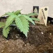 Zamnesia Landrace Pack - Colombian Gold