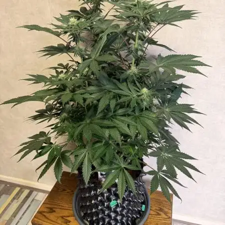 Zamnesia Landrace Pack - Colombian Gold