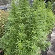 WoS - NL x Big Bud Early V. Outdoor 2026