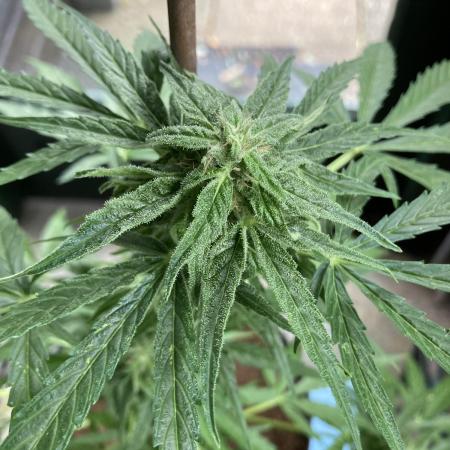 MilkyWay F1 RQS Outdoor