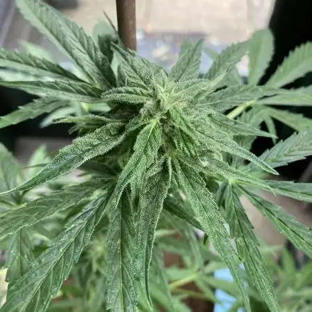 MilkyWay F1 RQS Outdoor
