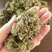 Zamnesia Landrace Pack - Panama Red