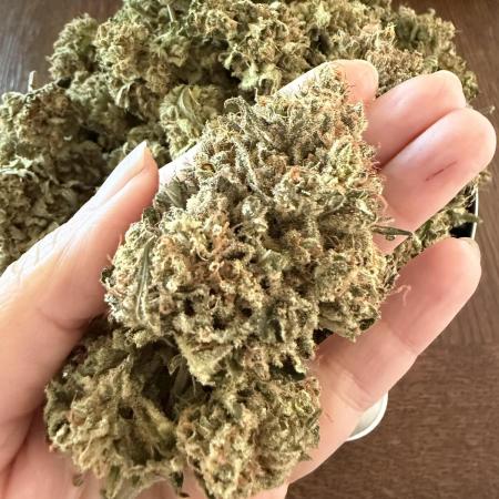 Zamnesia Landrace Pack - Panama Red
