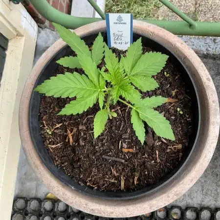 Royal CBG auto RQS outdoor 2nd run 2025