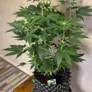 World of Seeds - Burger Kush EV