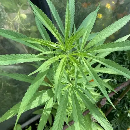 Black Runtz Zamnesia Seeds Outdoor