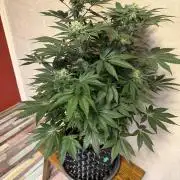 Zamnesia Landrace Pack - Colombian Gold