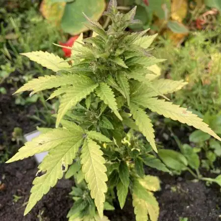 Royal CBG auto RQS outdoor