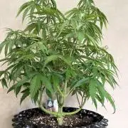 Zamnesia Landrace Pack - Afghani indoor