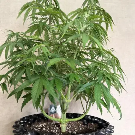 Zamnesia Landrace Pack - Afghani indoor