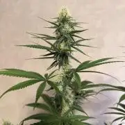 Zamnesia Landrace Pack - Afghani indoor