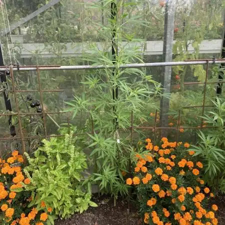 Black Runtz Zamnesia Seeds Outdoor